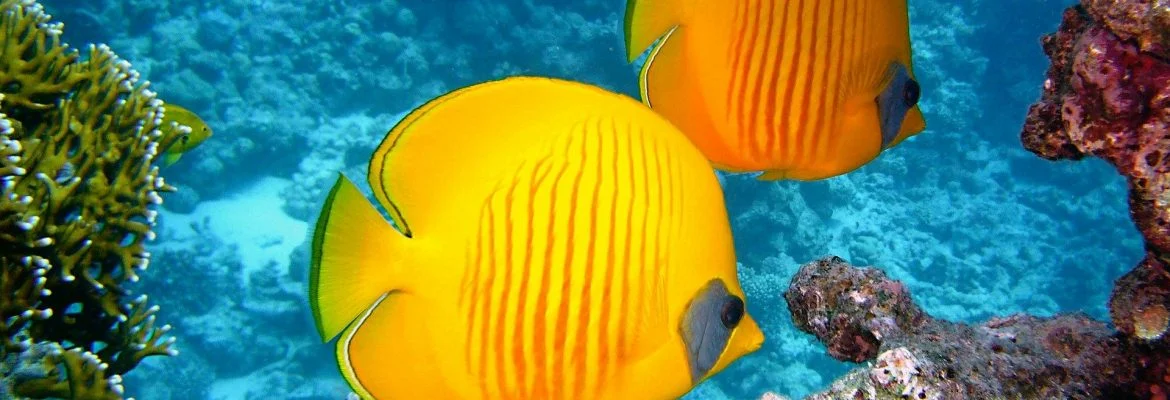 Skąd się wzięło powiedzenie: „potrzebować czegoś jak ryba roweru”?